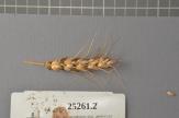 Click for 1 image(s) for this accession. Spike